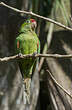 Conure de Finsch