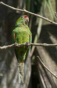 Finsch's Parakeet