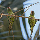 Conure de Finsch
