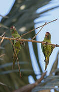 Finsch's Parakeet