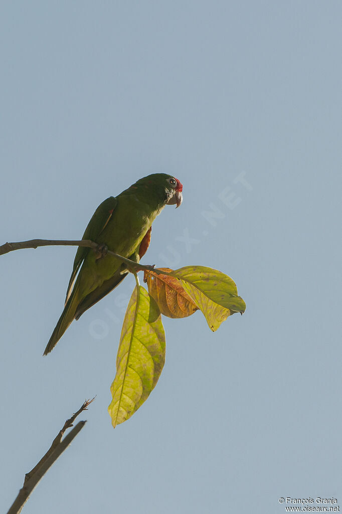 Conure de Finschadulte