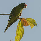 Conure de Finsch