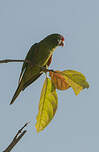 Conure de Finsch