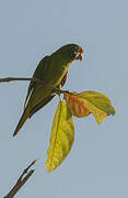 Conure de Finsch