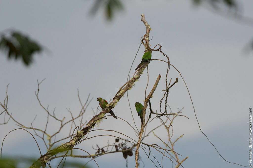 Maroon-tailed Parakeet