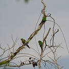 Conure de Souancé