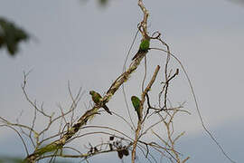 Maroon-tailed Parakeet