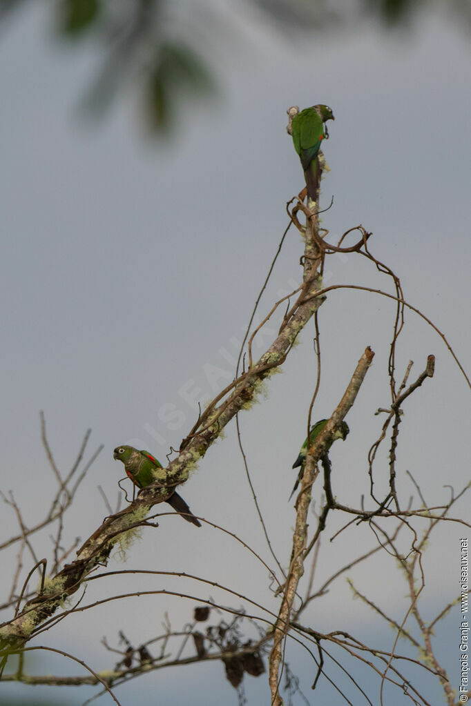 Conure de Souancé