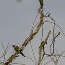 Conure de Souancé