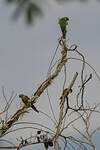 Conure de Souancé