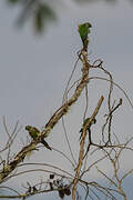 Maroon-tailed Parakeet