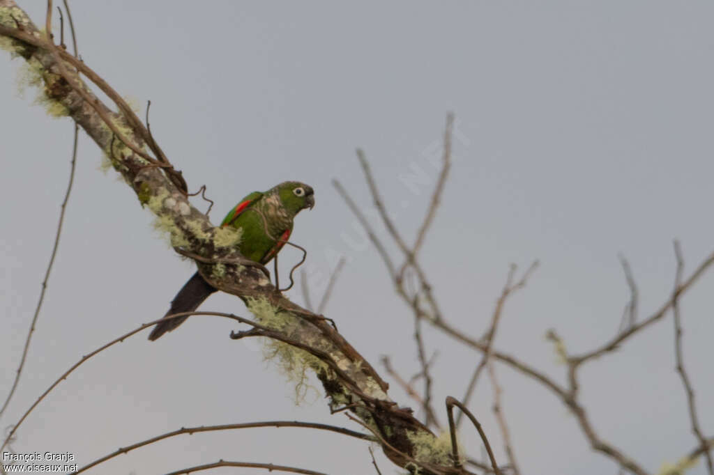 Maroon-tailed Parakeetadult, identification