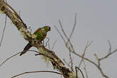 Conure de Souancé