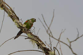 Maroon-tailed Parakeet