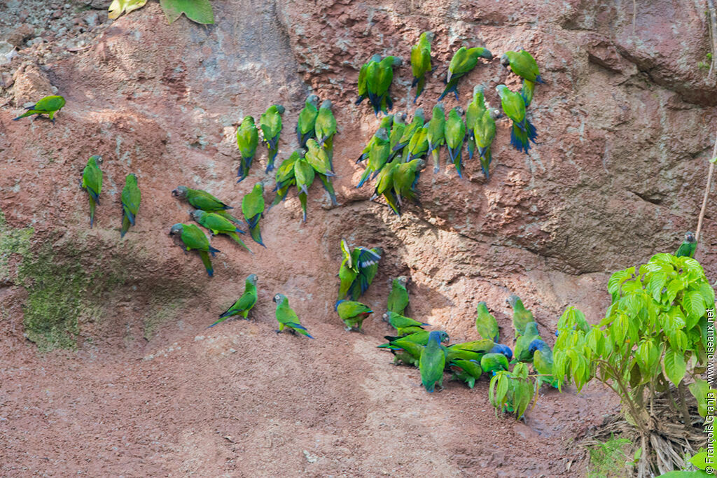 Dusky-headed Parakeet