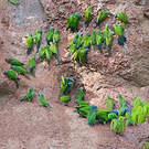 Conure de Weddell