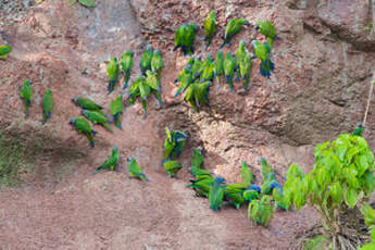 Conure de Weddell