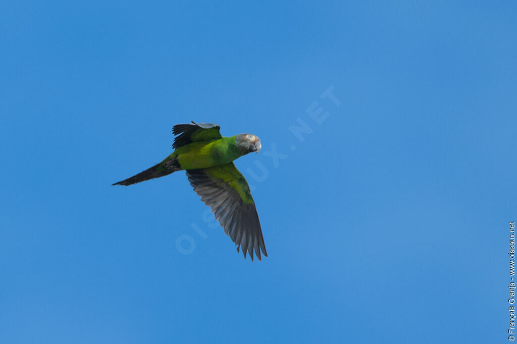 Dusky-headed Parakeet