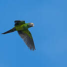 Conure de Weddell