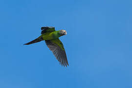 Dusky-headed Parakeet