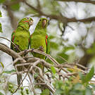 Conure pavouane
