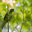 Conure pavouane