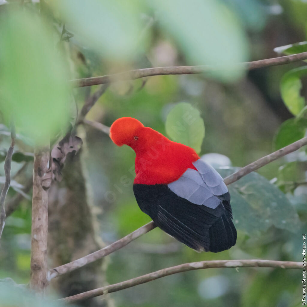 Andean Cock-of-the-rock