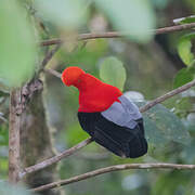 Andean Cock-of-the-rock