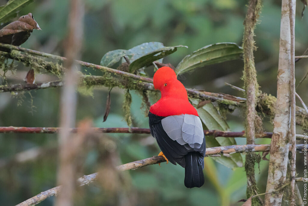 Andean Cock-of-the-rock