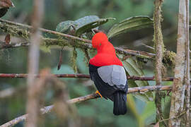 Andean Cock-of-the-rock