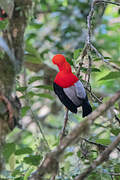 Andean Cock-of-the-rock