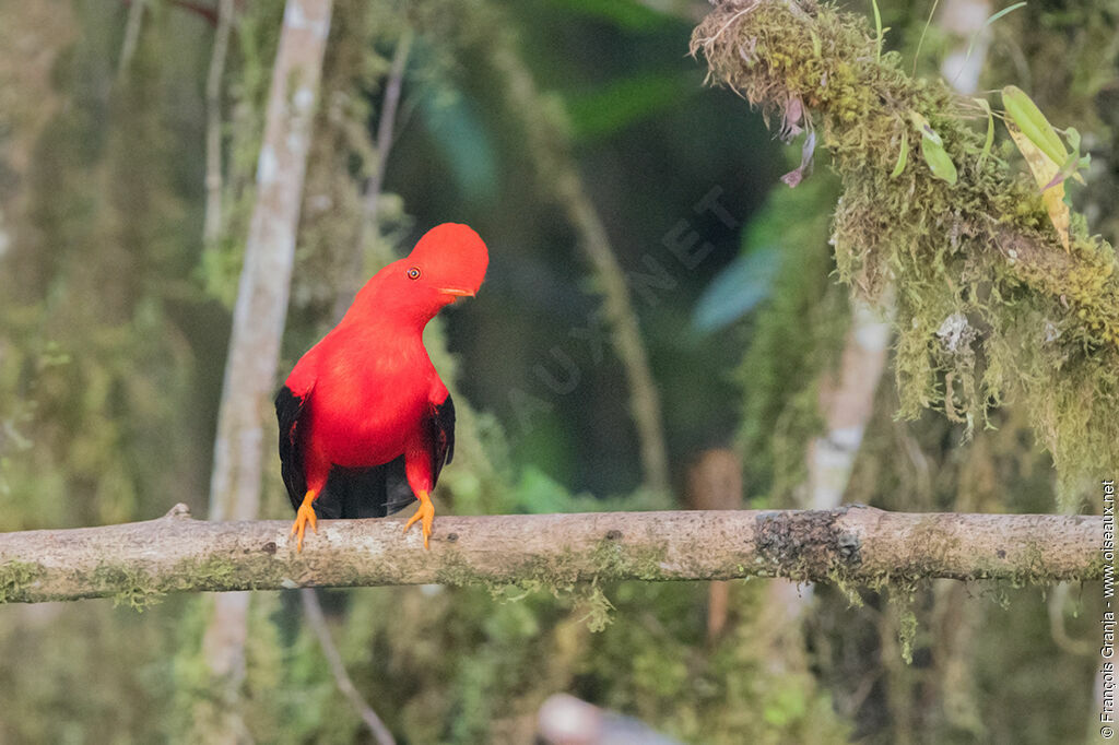 Andean Cock-of-the-rock