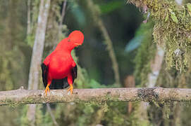 Andean Cock-of-the-rock