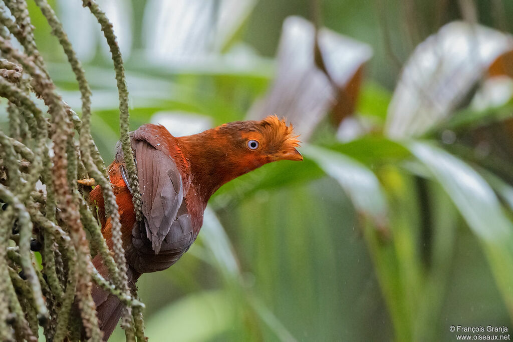 Andean Cock-of-the-rockimmature