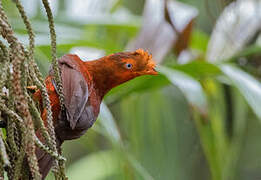 Andean Cock-of-the-rock