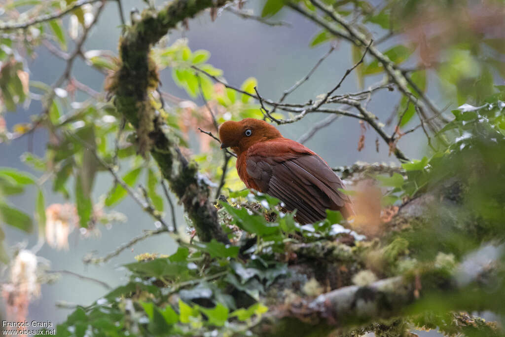 Andean Cock-of-the-rock female adult, habitat, pigmentation