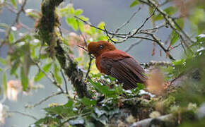 Andean Cock-of-the-rock