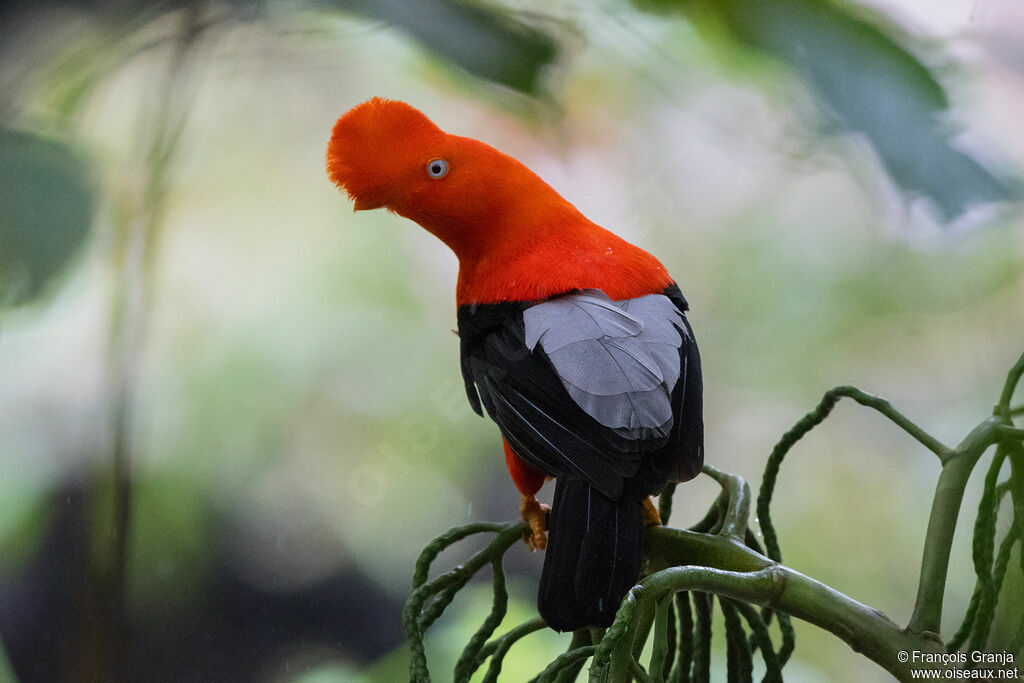 Andean Cock-of-the-rock male