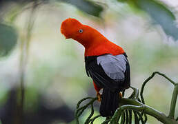 Andean Cock-of-the-rock