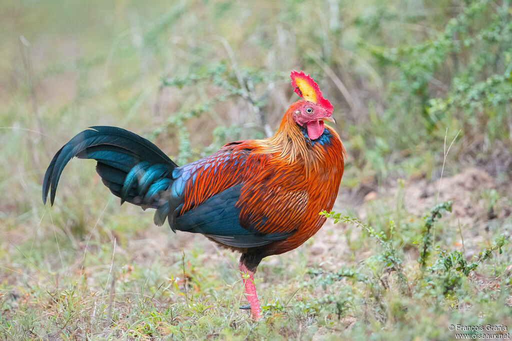 Sri Lanka Junglefowl