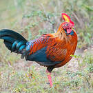 Coq de Lafayette