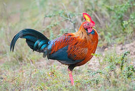 Sri Lanka Junglefowl