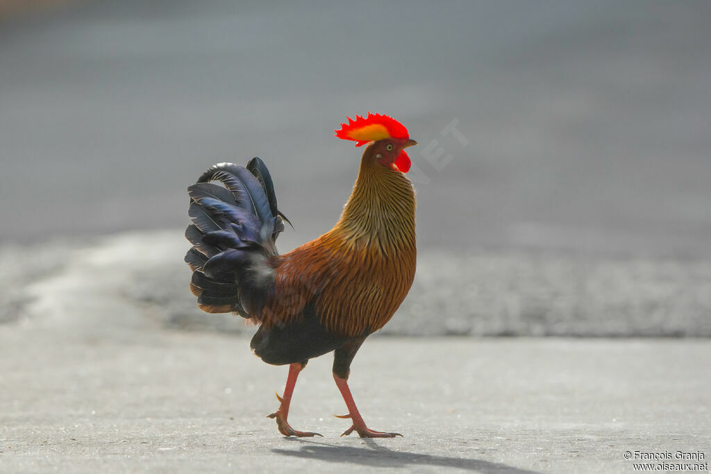 Sri Lanka Junglefowl