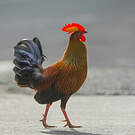 Coq de Lafayette