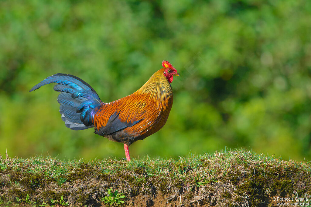 Sri Lanka Junglefowl