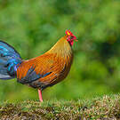 Coq de Lafayette
