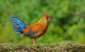 Sri Lanka Junglefowl