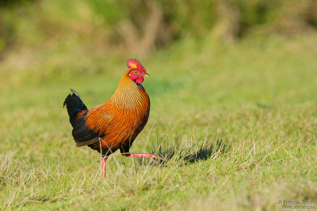 Coq de Lafayette