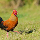 Coq de Lafayette