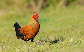 Sri Lanka Junglefowl